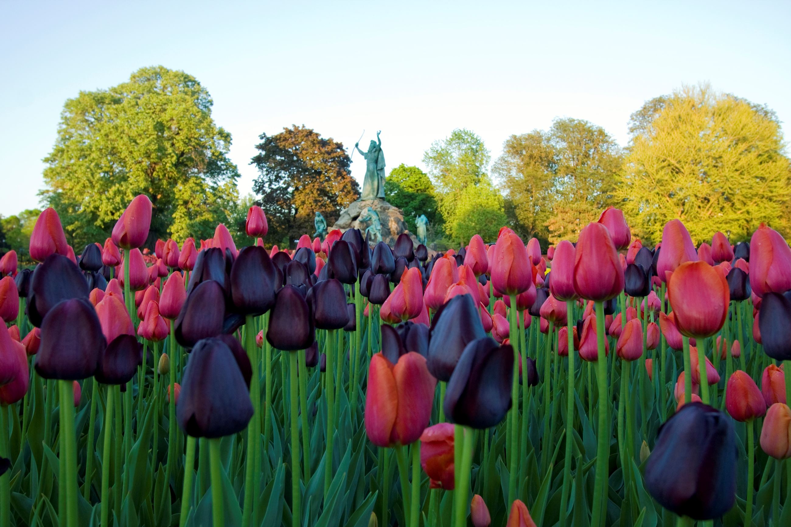 Tulip blossoms in a variety of colors